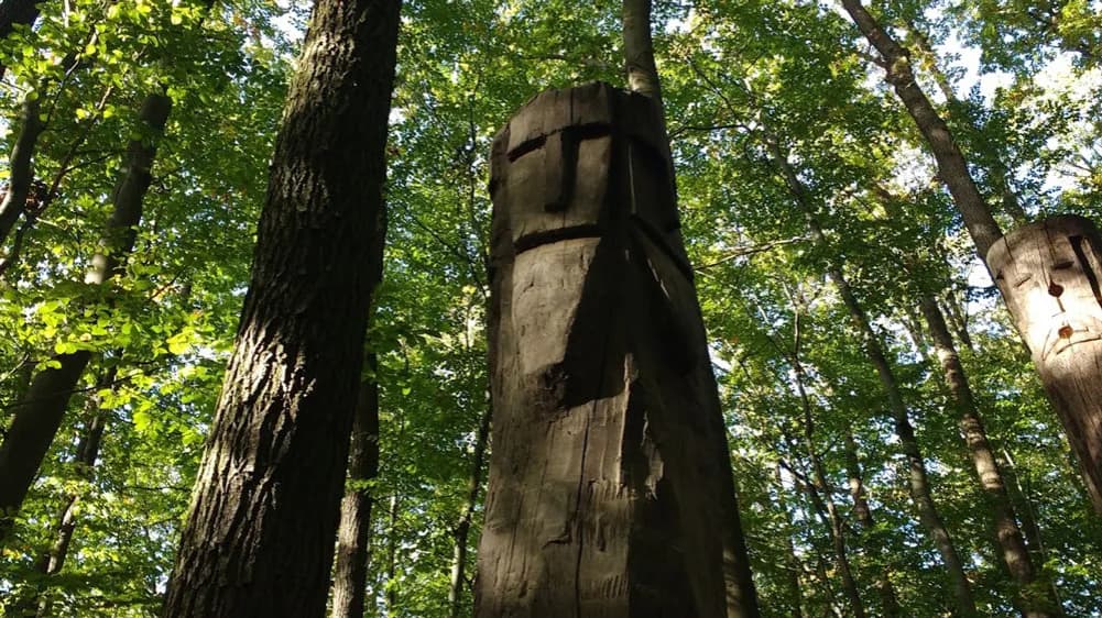 Najlepsze atrakcje w Puszczy Bukowej, które musisz zobaczyć